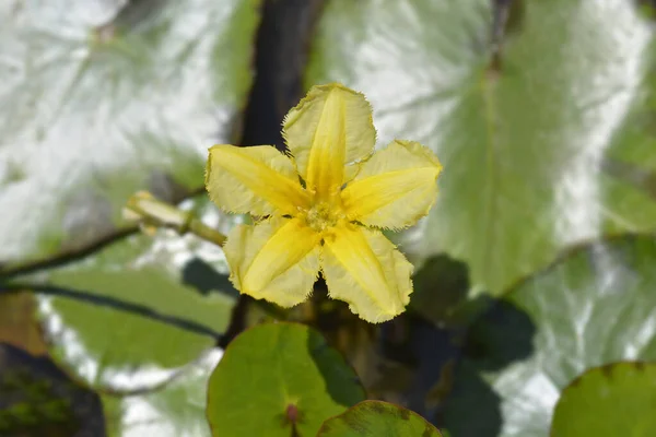 Fleur Jaune Cœur Flottant Nom Latin Nymphoides Peltata — Photo