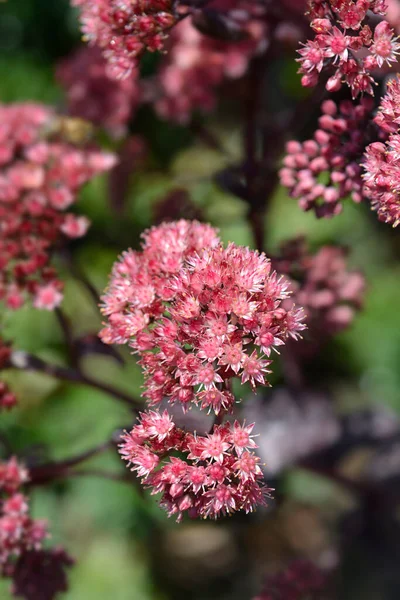 Orpine Purple Emperor Flowers Nom Latin Hylotelephium Telephium Purple Emperor — Photo