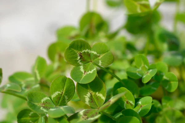 Hojas Cultivar Trébol Holandés Nombre Latino Trifolium Repens —  Fotos de Stock