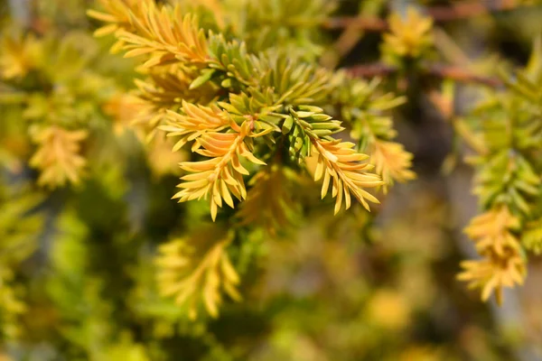 Irish Yew Goud Elsje Latin Name Taxus Baccata Goud Elsje — Stock Photo, Image