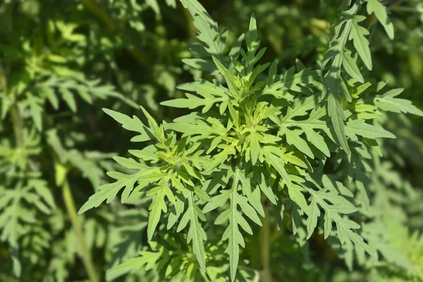 Yaygın yosun yaprakları - Latince adı - Ambrosia artemisiifolia