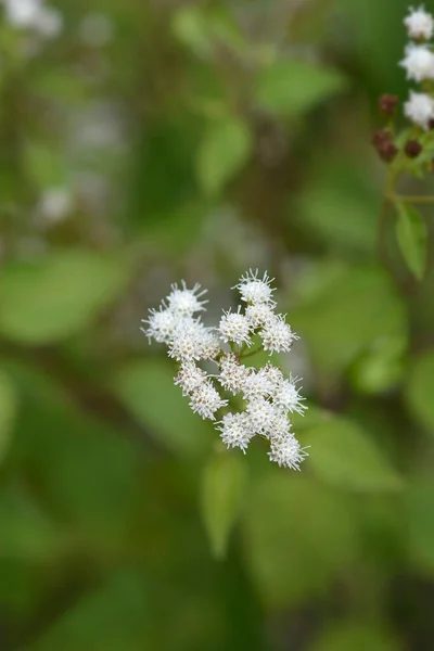 Λευκά Άνθη Φιδιού Λατινική Ονομασία Ageratina Altissima — Φωτογραφία Αρχείου