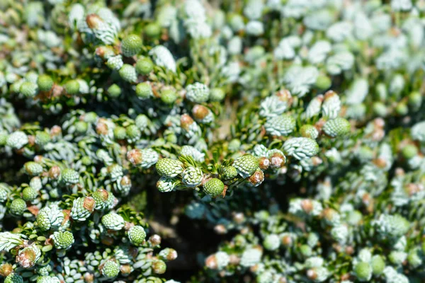 Korean Fir Kohouts Ice Breaker Latin Name Abies Koreana Kohouts — Stock Photo, Image