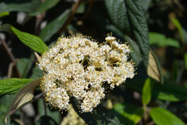 Kırışık viburyum beyaz çiçek - Latince adı Viburnum rhyridophyllum