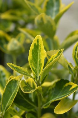 Japonlar Aureus Latince adı Euonymus japonicus Aureus 'u terk eder.
