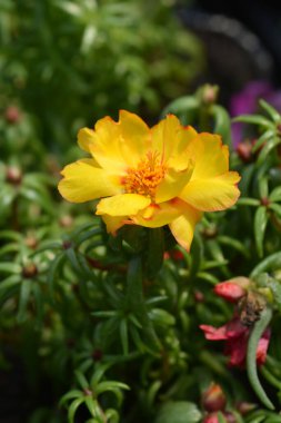 Yosun gülü purslane çiçeği - Latince adı - Portekiz grandiflorası