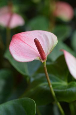 Flamingo çiçeği - Latince adı - Anthurium andraeanum