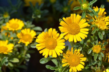 Deniz makinesi çiçekleri - Latince adı Asteriscus maritimus