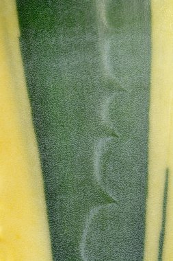Variegated Century bitki yaprağı detayı - Latince adı - Agave Americana Variegata