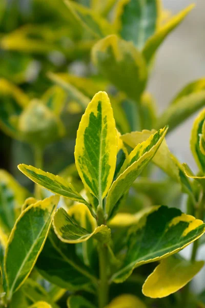 Японский Шпиндель Aureus Leaves Латинское Название Euonymus Japonicus Aureus — стоковое фото