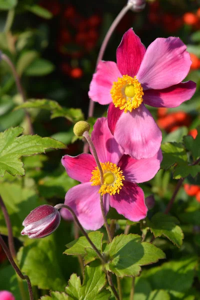 Zawilec Japoński Splendens Łacińska Nazwa Anemone Hupehensis Japonica Var Splendens — Zdjęcie stockowe