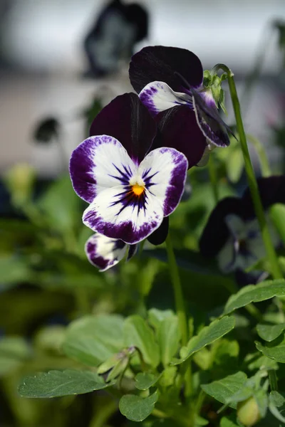 Рогатые Фиолетовые Цветы Penny Mickey Латинское Название Viola Cornuta Penny — стоковое фото