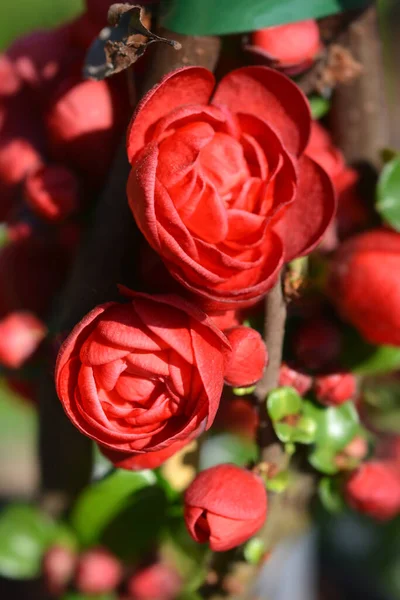 Scarlet Storm Flowering Quince Latin Name Chaenomeles Speciosa Scarlet Storm — Stock Photo, Image