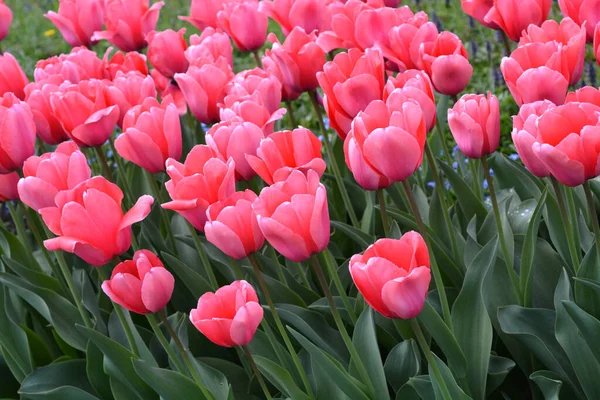 Tulip Tulip Pink Impression Flowers Латинское Название Tulipa Pink Impression — стоковое фото