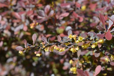 Mor Japon böğürtlen çiçekleri - Latince adı - Berberis thunbergii F. atropurpurea