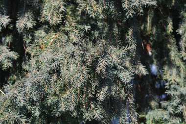 İrlanda Yew şubeleri - Latince adı - Taxus baccata