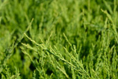 Juniper Mint Julep şubesi - Latince adı - Juniperus x media Mint Julep