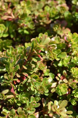 Orange Stonecrop Weihenstephaner Gold Latince adı Sedum Kamtschaticum var. Floriferum Weihenstephaner Altın