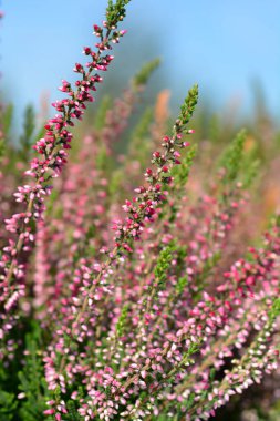 Yaygın funda - Latince adı Calluna vulgaris