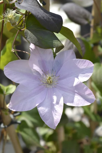 Nolina Clematis Çiçeği Latince Adı Clematis Bulvarı Pembe — Stok fotoğraf