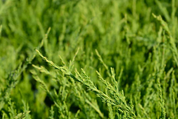 Juniper Mint Julep Branch Latin Name Juniperus Media Mint Julep — Stock Photo, Image