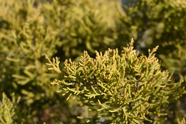 Chinese Juniper Old Gold Latin Name Juniperus Media Old Gold — Stock Photo, Image