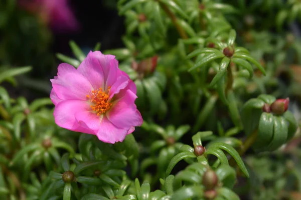 Moss Rose Purslane Flower Nom Latin Portulaca Grandiflora — Photo