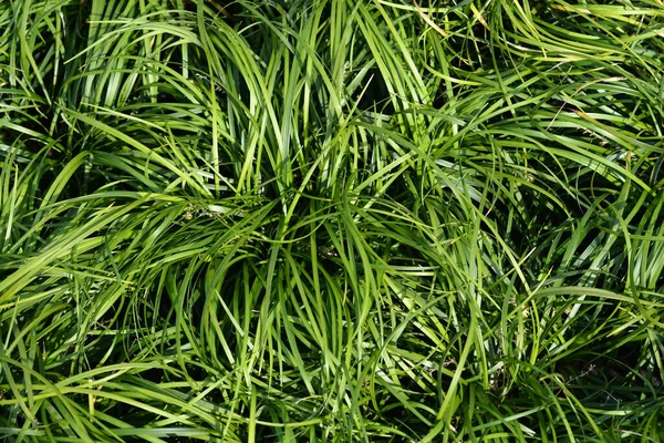 Big Blue Lilyturf Leaves Latin Name Liriope Muscari — 图库照片