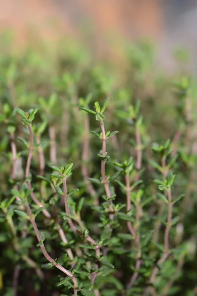 Liście Tymianku Faustyniego Nazwa Łacińska Thymus Vulgaris Faustini — Zdjęcie stockowe