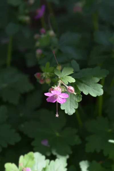 Kwiaty Żurawi Kamiennych Łacińska Nazwa Geranium Macrorrhizum — Zdjęcie stockowe