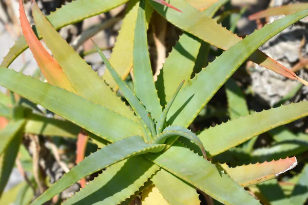 Hojas Aloe Antorcha Nombre Latino Aloe Arborescens —  Fotos de Stock