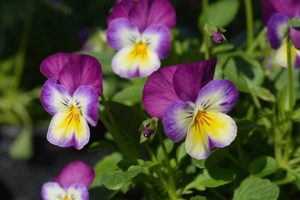 Horned Violet Flowers Latin Name Viola Cornuta — стоковое фото