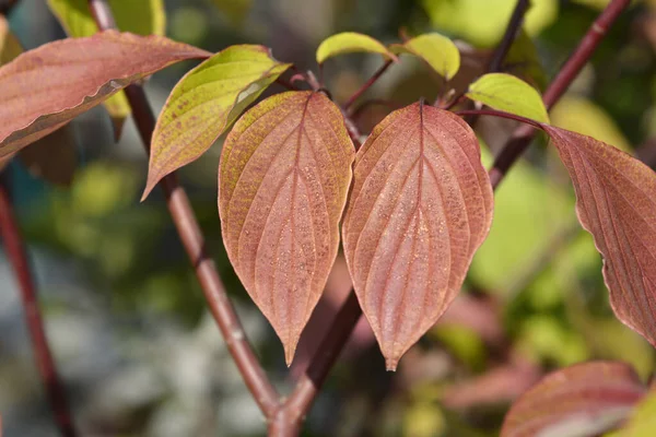 Giant Dogwood Leaves Latin Name Cornus Controversa — Stock Photo, Image