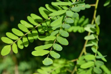 Sahte çivit ağacı yaprakları - Latince adı - Amorpha fruticosa