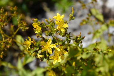 Dağ St Johns-wort çiçekleri - Latince adı - Hypericum montanum