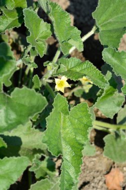 Salatalık yaprakları ve çiçek fışkırtan Latince adı - Ekbalyum elateryumu