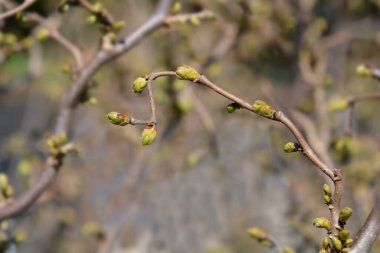 Tirbuşon Hazel Twister yeni yaprakları - Latince adı - Corylus avellana Twister