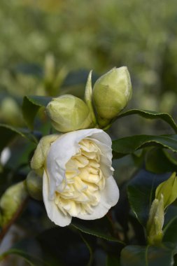 Kamelya Fırçaları Sarı çiçek - Latince adı - Kamelya japonica Fırça Tarlaları Sarı