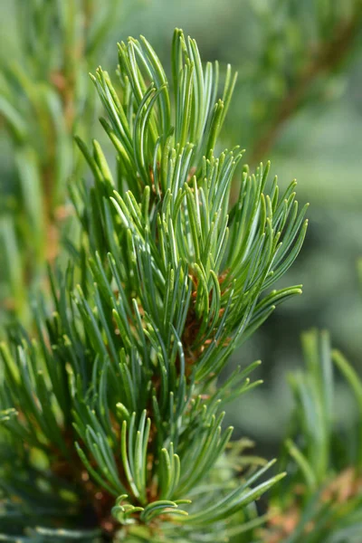 Blue Needled Japanise White Pine Latin Name Pinus Parviflora Glauca — Stock Photo, Image