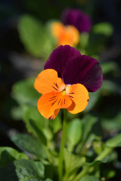 Violet Cornu Penny Orange Jump Flower Nom Latin Viola Cornuta — Photo