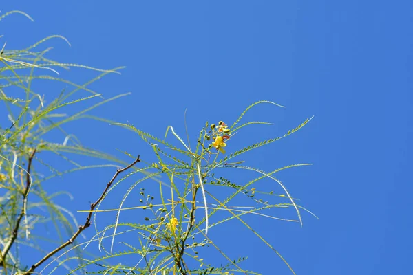 Єрусалимська Колюча Гілка Проти Синьо Латинської Назви Parkinsonia Aculeata — стокове фото