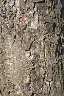 Avrupa siyah kızılağaç kabuğu detayı - Latince adı - Alnus glutinosa