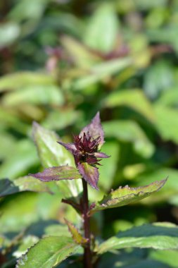 Fan Scarlet Lobelia çiçek tomurcukları - Latince adı Lobelia x speciosa Fan Scarlet