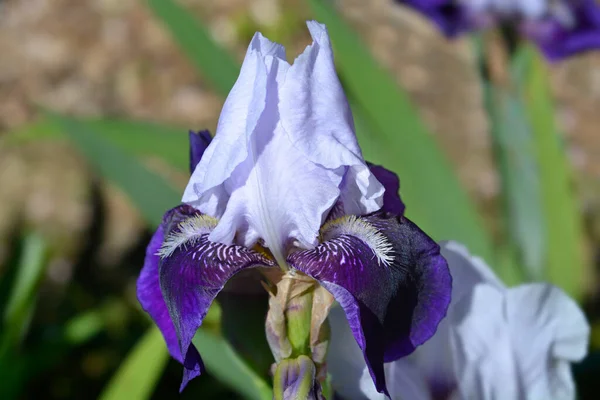 Íris Barba Alta Elizabeth Noble Flowers Latin Name Iris Barbata — Fotografia de Stock