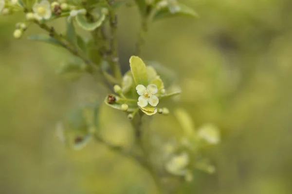 Piccoli Fiori Agrifoglio Nome Latino Ilex Crenata — Foto Stock