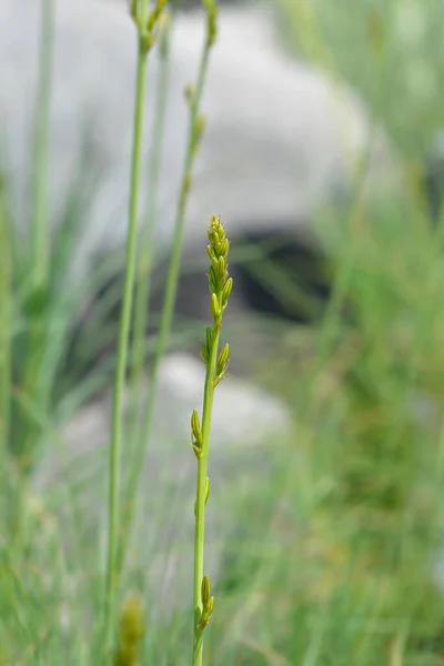 Jacobs Rod Çiçek Tomurcukları Latince Adı Asphodeline Liburnica — Stok fotoğraf