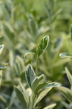 Japon Milli Bravo Latince adı Euonymus japonicus Bravo 'dan ayrılıyor.