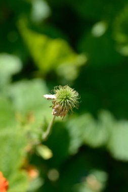 Orange avens cultivar - Latince adı Geum * heldreichii