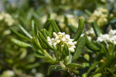 Sahte Portakal çiçekleri - Latince adı - Pittosporum tobira