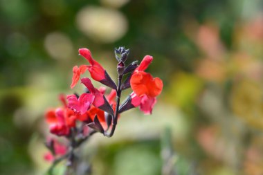 Bebek bilgesi Kırmızı Kadife Çiçekler - Latince adı - Salvia microphylla Red Velvet